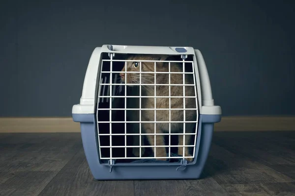 Gato Gengibre Dentro Uma Caixa Suporte Gato Fechado Olhando Para — Fotografia de Stock