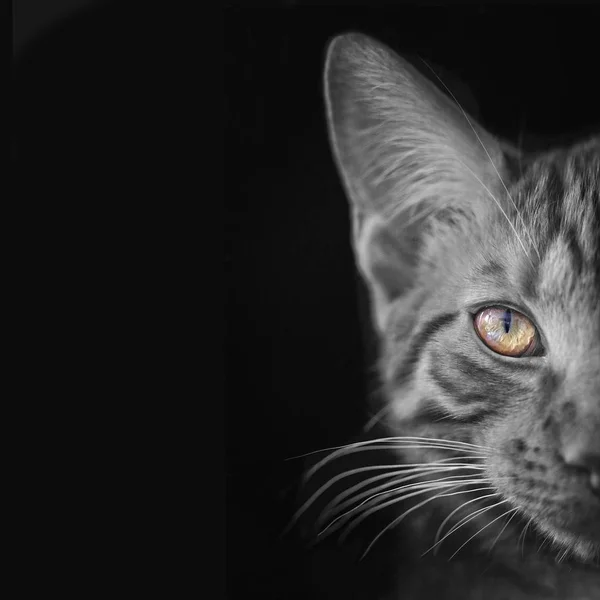 一个有活力的眼睛的胖乎乎的猫的特写镜头肖像 具有深色背景和复制空间的彩色密钥图像 — 图库照片