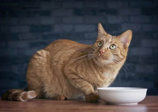  Yukarıya bakıp yemek için bekliyor şirin zencefil kedi.