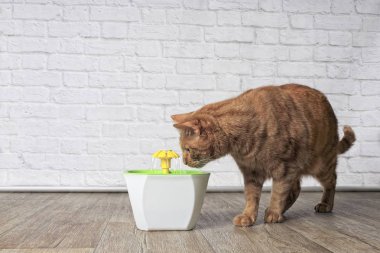 Susuz zencefil kedi için evde beslenen hayvan çeşme merak seyir. Kopya alanı ile yan görünüm.