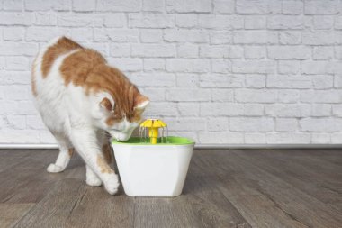Susuz longhair kedi için evde beslenen hayvan çeşme merak seyir.