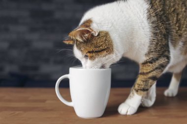 Bir kupa içme susuz tekir kedi.