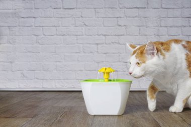 Sevimli tekir kedi için evde beslenen hayvan çeşme merak seyir.