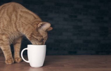 Şirin zencefil kedi uyumak bardaktan içiyor. Kopya alanı ile panoramik görüntü.