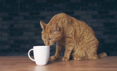 Susuz zencefil kedi meraklı bir kupa masanın üzerinde seyir.