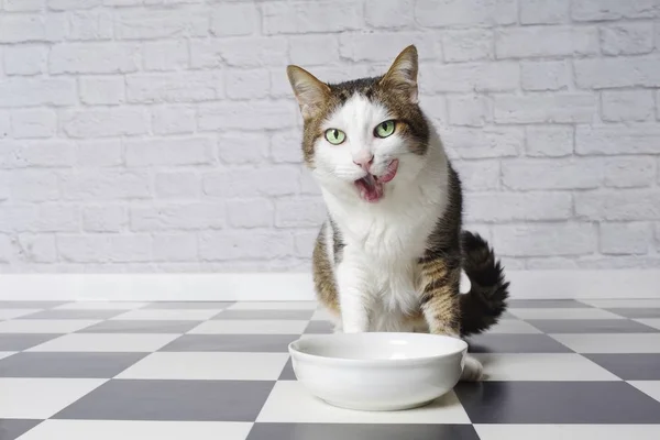 Divertido Gato Tabby Lamiendo Cara Lado Plato Comida — Foto de Stock