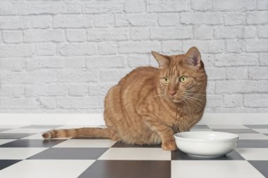  Zencefil kedi oturma yanında bir gıda kase ve yana doğru seyir.