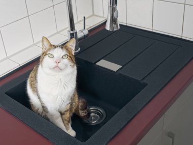 Sevimli tekir kedi bekleme içinde the mutfak Sink.