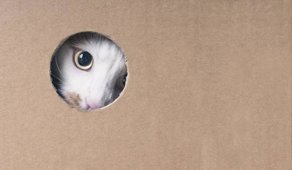 Tabby Cat Looking Curious Out Hole Cardboard Box Horizontal Image — Stock Photo, Image