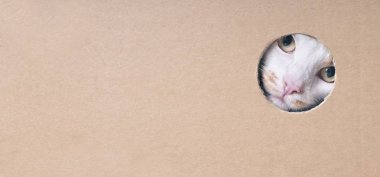 Karton bir kutunun içindeki delikten çıkan komik tekir kedi. Kopyalama alanı olan panoramik resim.