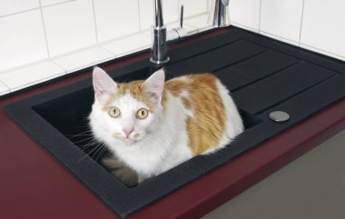Mutfak lavaboda oturan sevimli tekir kedi ve kamera için meraklı bakıyor.