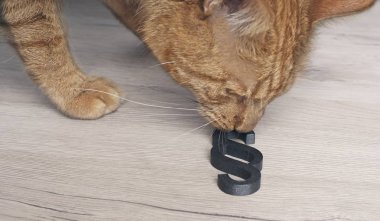 Bir paragraf işareti meraklı görünümlü zencefil kedi-hayvan hakları kavramı.