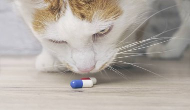 Tabby kedi masada ilaç kapsülleri meraklı arıyor.