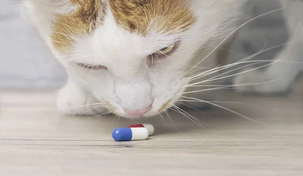 Tabby Kot Patrząc Ciekawy Medycyny Kapsułki Stole — Zdjęcie stockowe