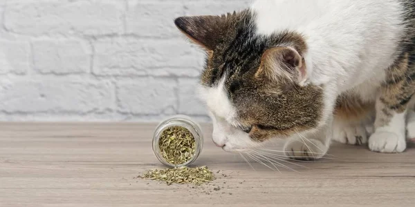 Sevimli tekir kedi kurutulmuş catnip koklama. Kxopy alanı olan yatay görüntü.