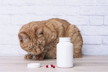Kırmızı kedi açık bir hap şişesi yanında ilaç kapsülleri meraklı arıyor.