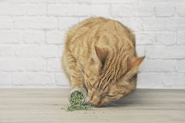 Sevimli zencefil kedi kurutulmuş catnip üzerinde koklama.