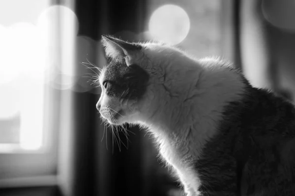 Profilja Kalandor Macska Kinézetű Ablakon Fekete Fehér Kép Bokeh Háttér — Stock Fotó