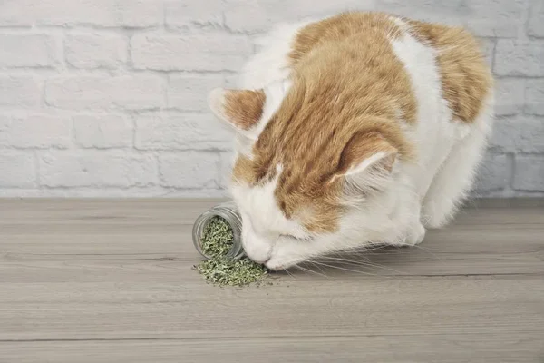 Sevimli tekir kedi kurutulmuş catnip üzerinde koklama.