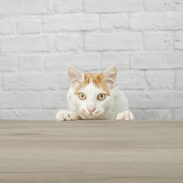 Nieuwsgierig Cyperse Cat Zoek Naar Voedsel Aan Tafel Vierkante Afbeelding — Stockfoto