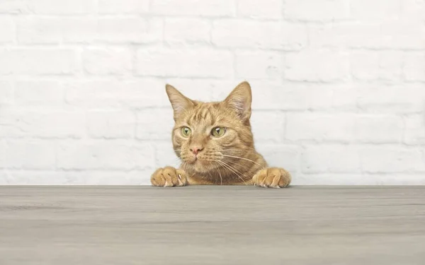 Χαριτωμένο Τζίντζερ Γάτα Φαίνεται Περίεργος Μέχρι Τραπέζι — Φωτογραφία Αρχείου