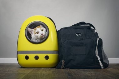 Bir seyahat çantası yanında bir sırt çantası taşıyıcı meraklı görünümlü Tabby kedi.