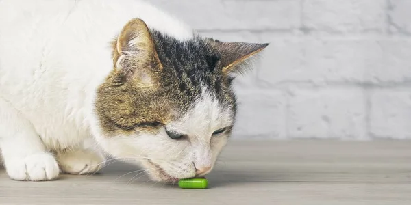 Curios Tabby Gato Lambendo Uma Cápsula Medicina Verde Mesa — Fotografia de Stock