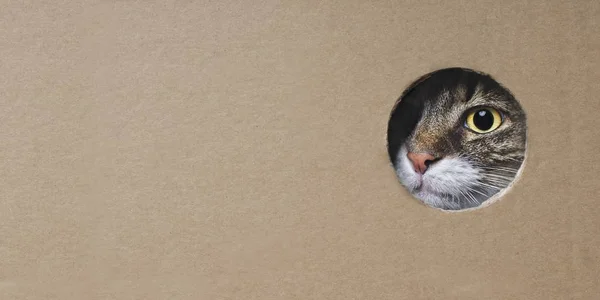 段ボール箱の穴からおかしな見えるメインクーン猫 コピースペース付きパノラマ画像 — ストック写真