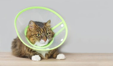 Maine coon cat with a pet cone looking anxiously sideways. Horizontal image with copy space. clipart