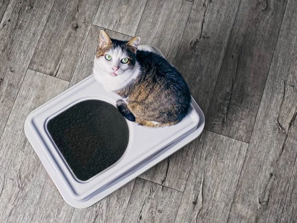 Lindo Gato Tabby Sentado Una Caja Arena Entrada Superior Mirando — Foto de Stock