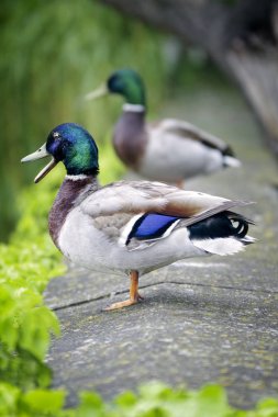 İki yaban ibresi (Tuna Nehri üzerinde Anas platyrhynchos.