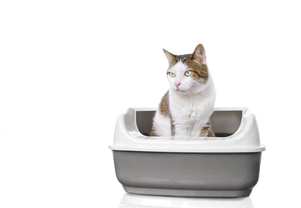 Kucing Tabby Lucu Duduk Kotak Sampah Terbuka Terisolasi Latar Belakang — Stok Foto
