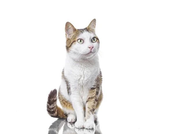 แมวท าสงส ยอย านข กแยกจากพ นหล ขาว — ภาพถ่ายสต็อก