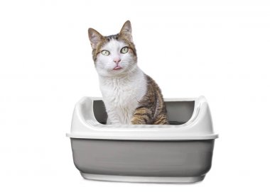 Bir çöp kutusunda Tabby kedi kameraya meraklı bakıyor ve dil dışarı yapışmasını. beyaz arka plan üzerinde izole.
