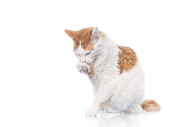 Sevimli tabby kedi kendini yıkama. beyaz arka plan üzerinde izole.