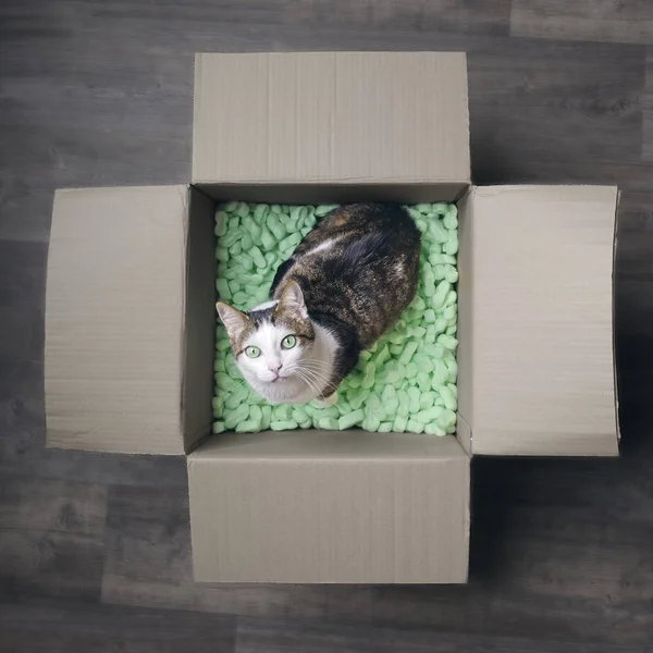 Tabby cat in a cardboard box looking curious up to the camera. Square image.