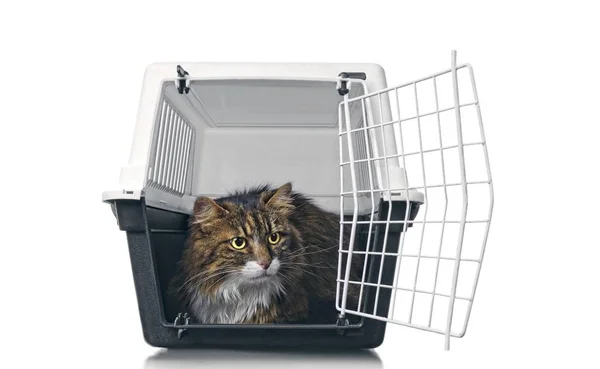 Gato Cabelo Comprido Sentado Uma Caixa Viagem Aberta Olhando Para — Fotografia de Stock