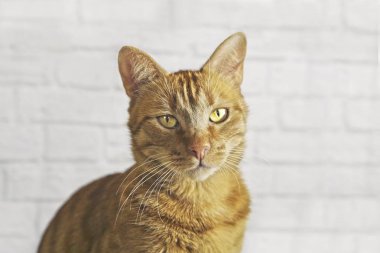 Fotoğraf makinesi için meraklı görünümlü sevimli zencefil kedi.