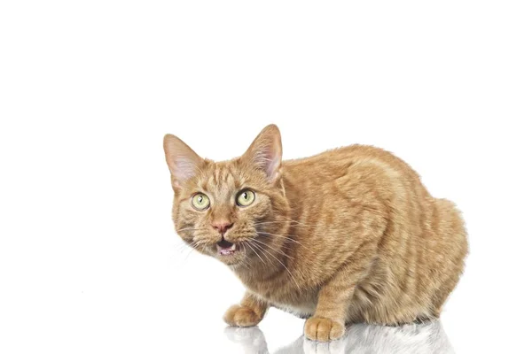 Gato Gengibre Bonito Olhando Suprised Para Câmera Isolado Sobre Fundo — Fotografia de Stock