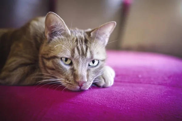 Lindo Jengibre Gato Relajante Sofá —  Fotos de Stock