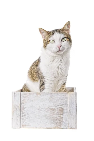 Tabby Cat Sitzt Einer Holzkiste Und Blickt Neugierig Die Kamera — Stockfoto