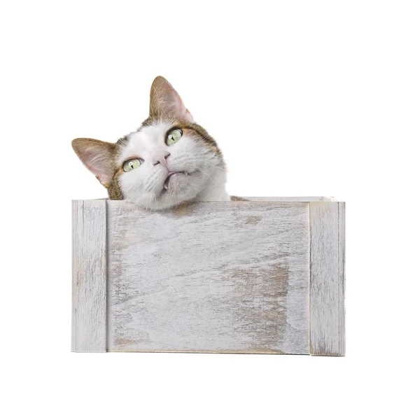 かわいいタビー猫は 木箱に横たわって 好奇心旺盛に見える — ストック写真