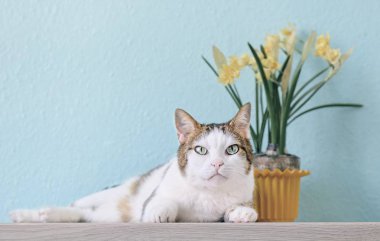 Tekir kedi saksının önünde dinleniyor..