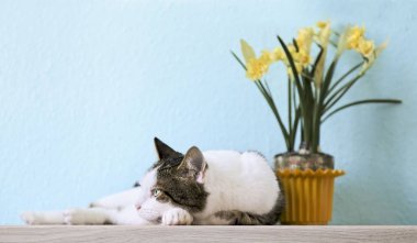 Sevimli tekir kedi bir saksı önünde yatan ve uzağa bakıyor.