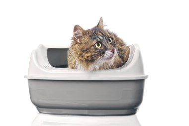 Uzun saçlı kedi açık bir çöp kutusunda oturan ve komik yan lara bakıyor. Kopyalama alanı ile beyaz arka plan üzerinde izole.
