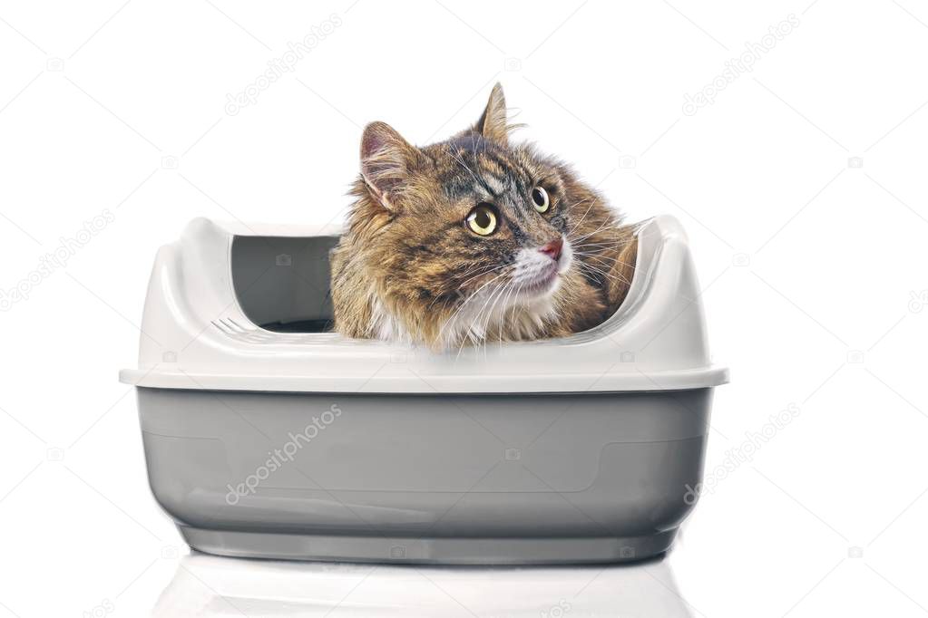 Longhair cat sitting in a open litter box and looking funny sideways. Iisolated on white background with copy space.