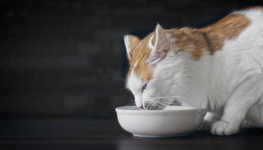 Sevimli tekir kedi beslenme kabında koklar. Kopyalama alanı ile yan görünüm.
