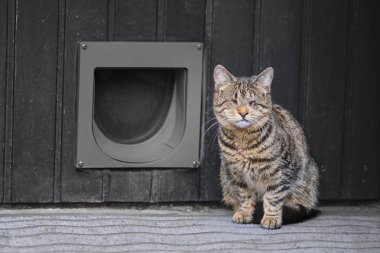 Kör evcil kedi bir kedi flip önünde oturan.