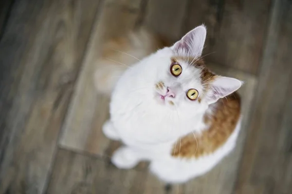 Мила Довгошерста Кішка Виглядає Цікаво Камери — стокове фото