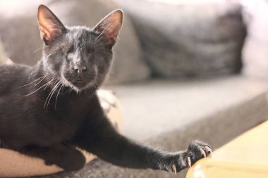 Kör, siyah kedi kanepede rahatlatıcı.